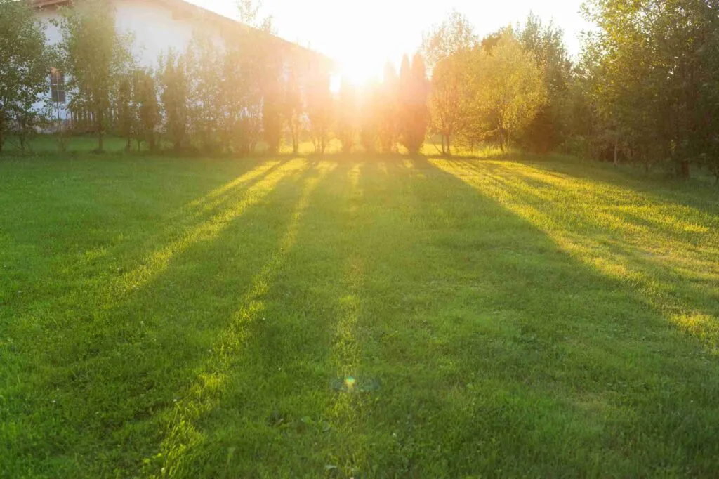 Best Grass Types For Clay Soil
