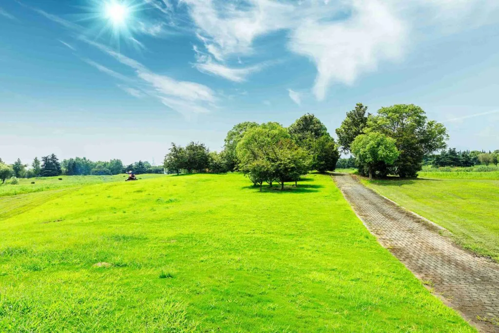 Best Zoysia Grass For Shade