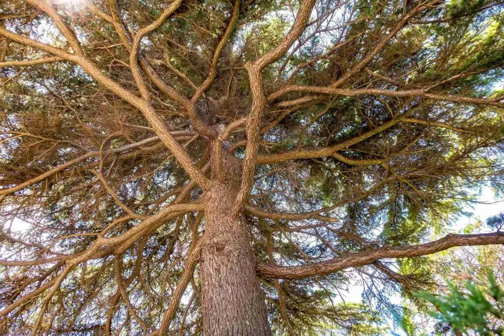 Can 2,4-D Kill Trees