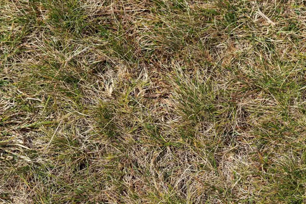 Can Gas Kill Grass