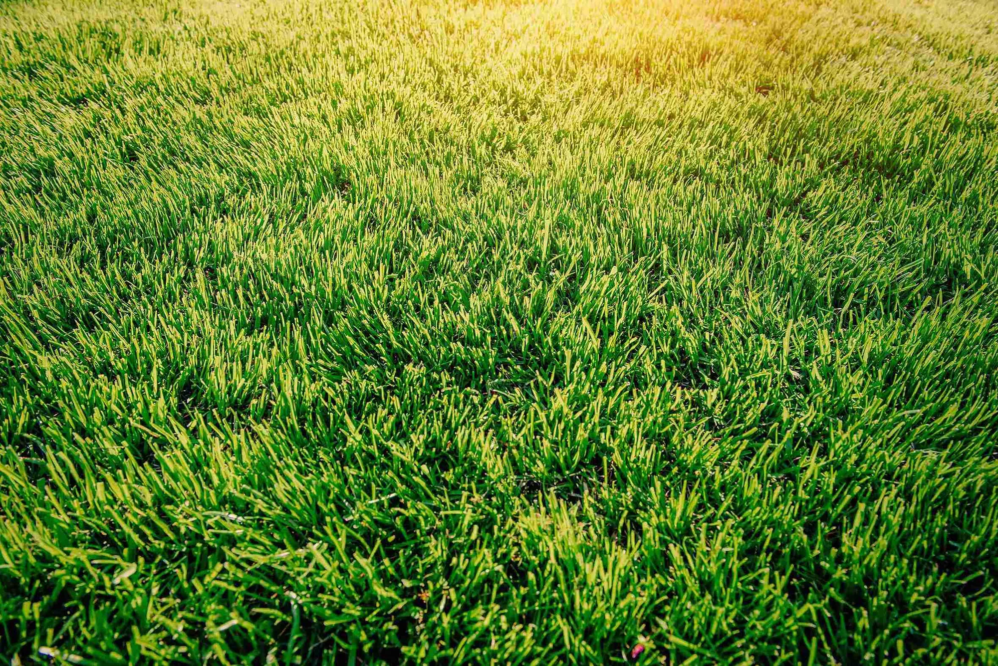 Can You Use Miracle-Gro On Grass? (Solved)