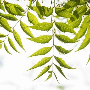 Can You Use Neem Oil On Lawn