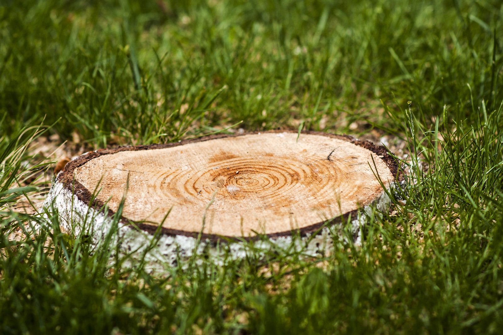 Tree stump with roots