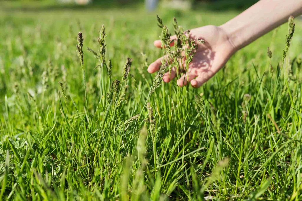 Should I Get Diquat Or Glyphosate