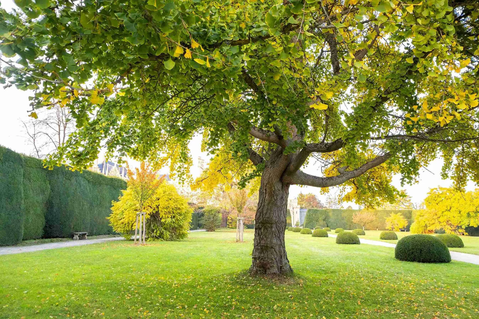 Will 2,4-D Kill Trees? (Solved)