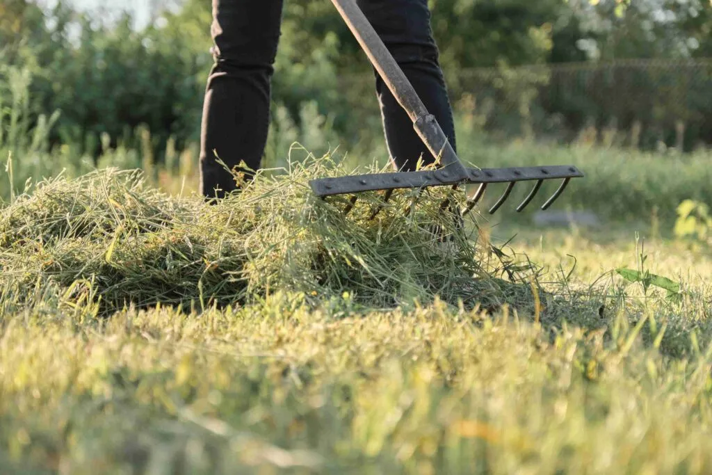 Straw Substitute For Grass Seed