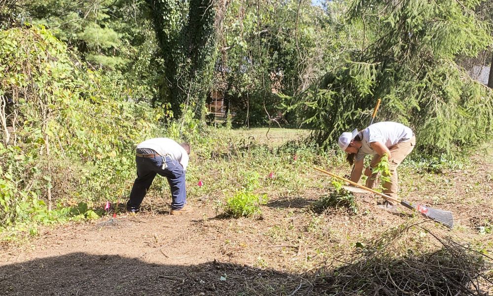 Professionals cutting and clearing the lawn