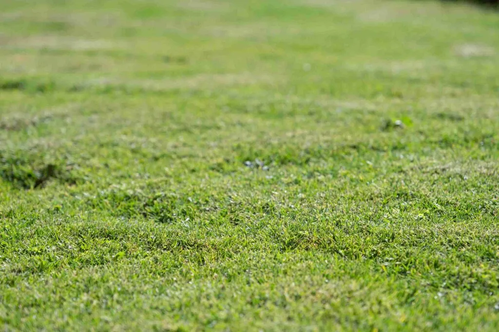 What Happens If You Over Aerate Your Lawn