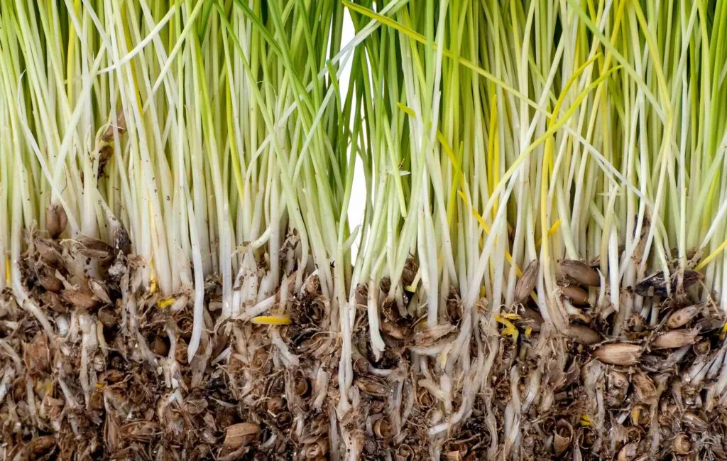 What Happens When You Use Too Much Grass Seed