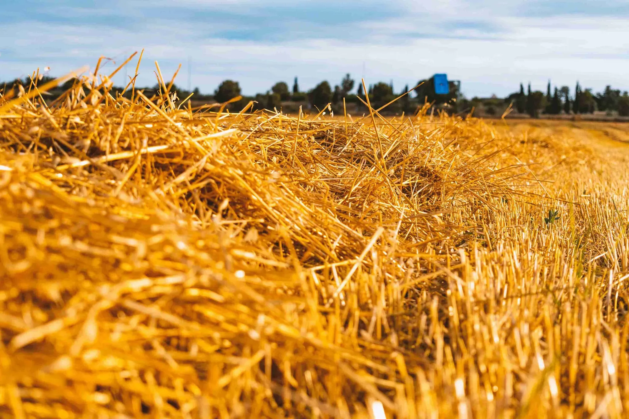 Alternatives To Straw For Grass Seed