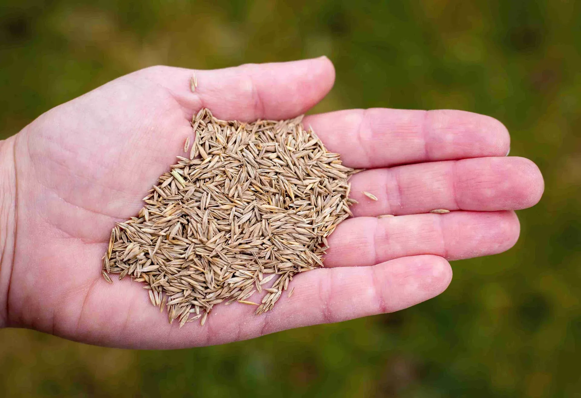 Can You Put Down Too Much Grass Seed
