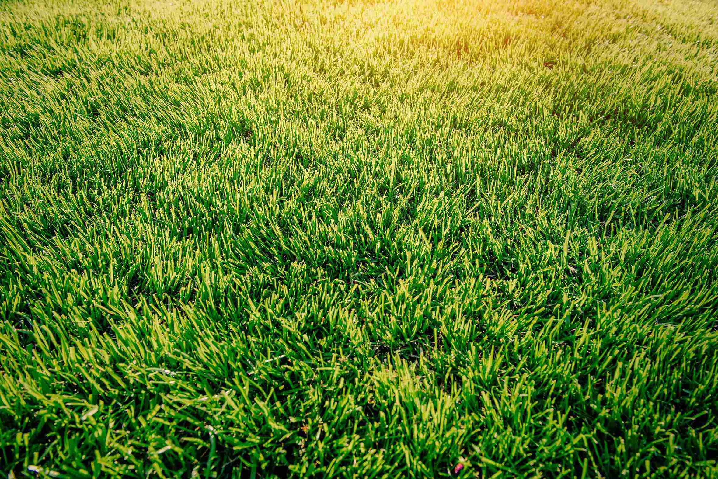 Can You Use Miracle Gro On Grass