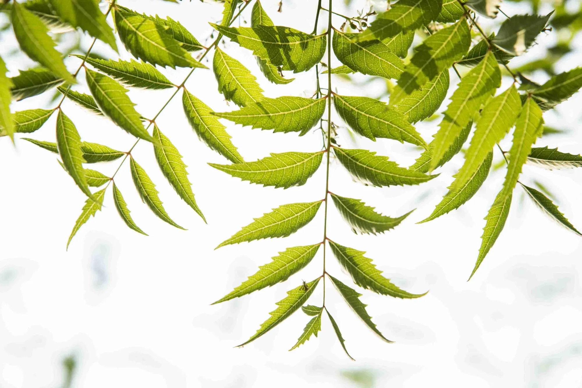 Can You Use Neem Oil On Lawns? (Explained)