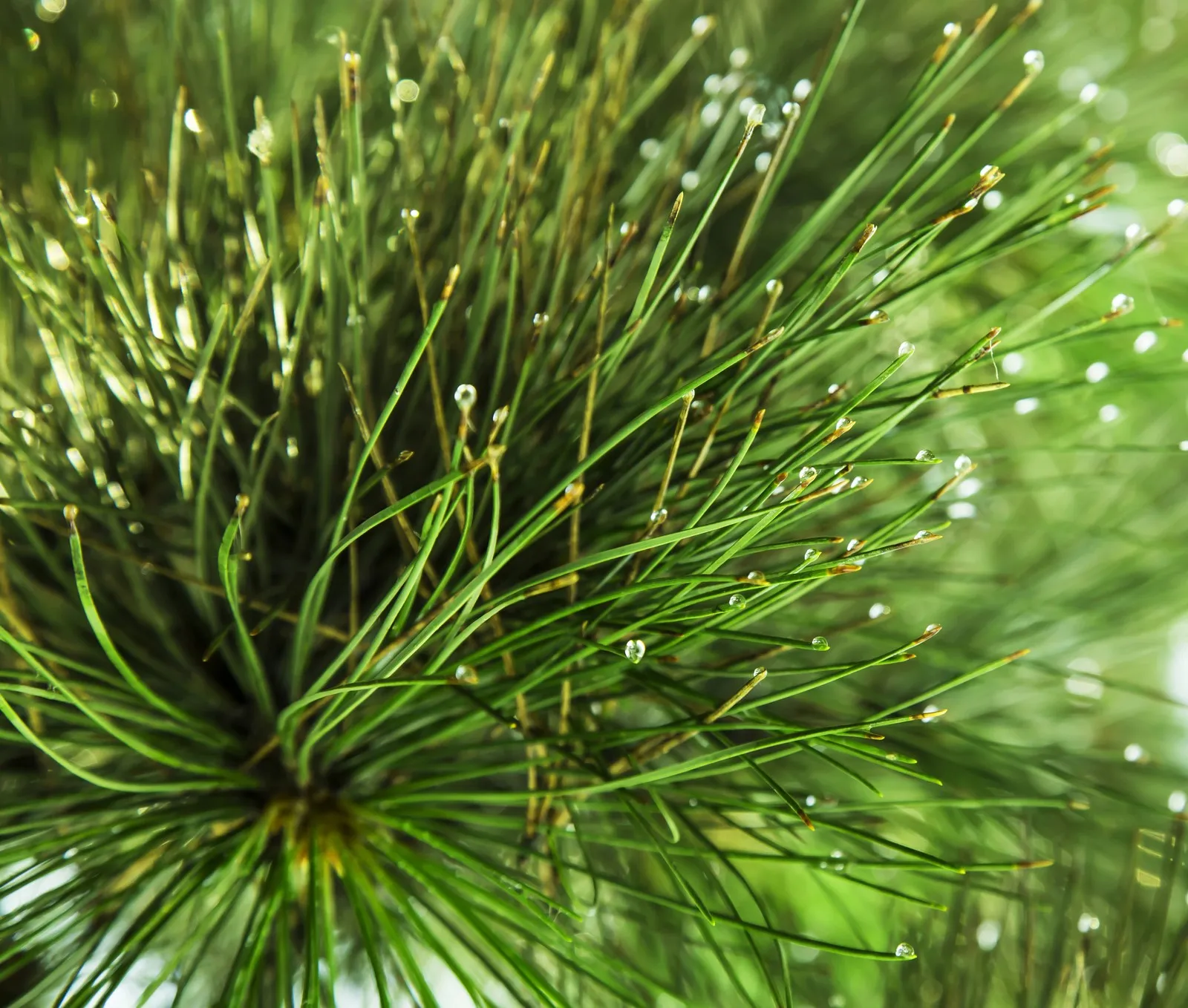 Do Pine Needles Kill Grass Explained