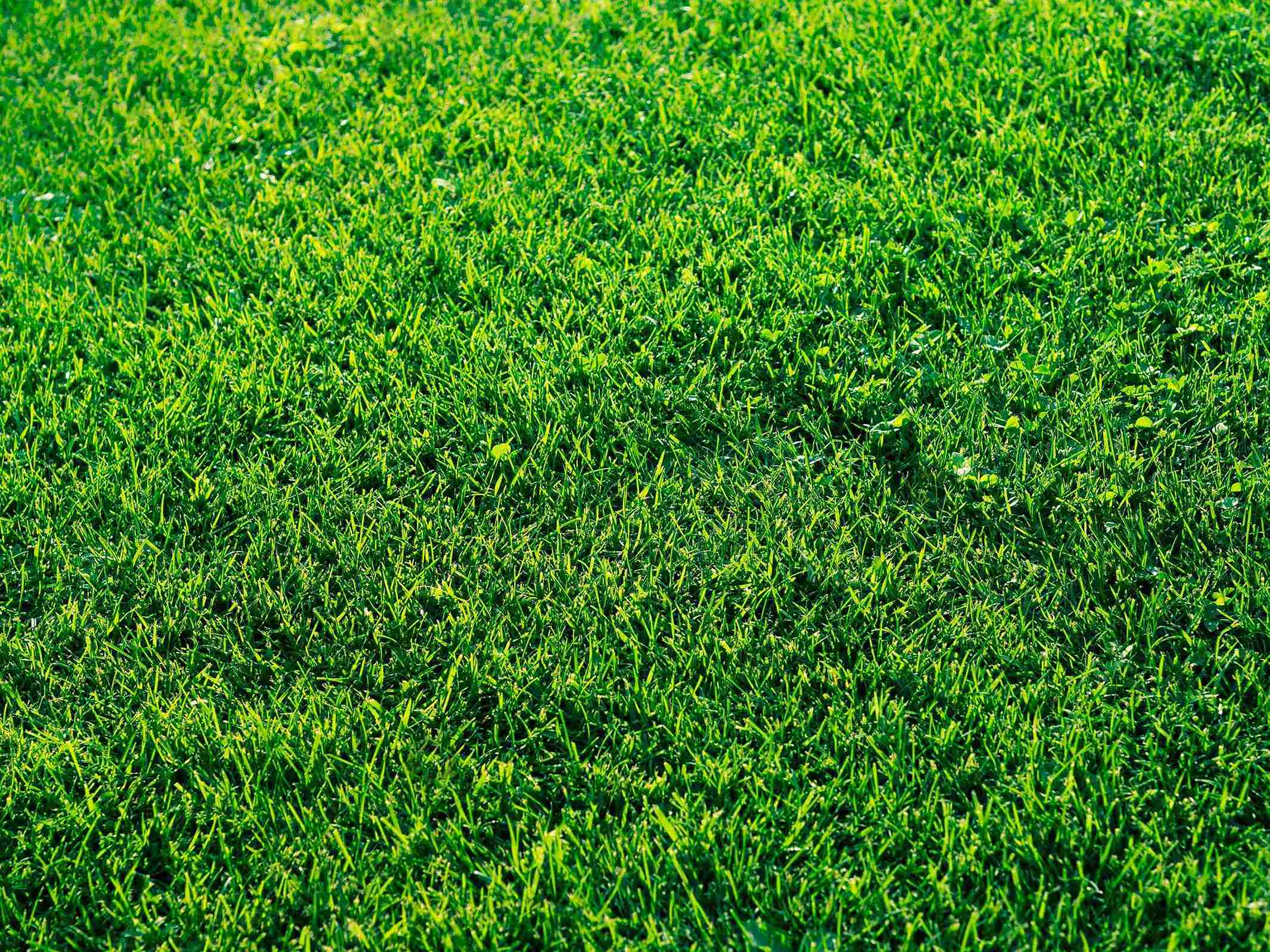 Most Shade Tolerant Zoysia Grass (Ranked)