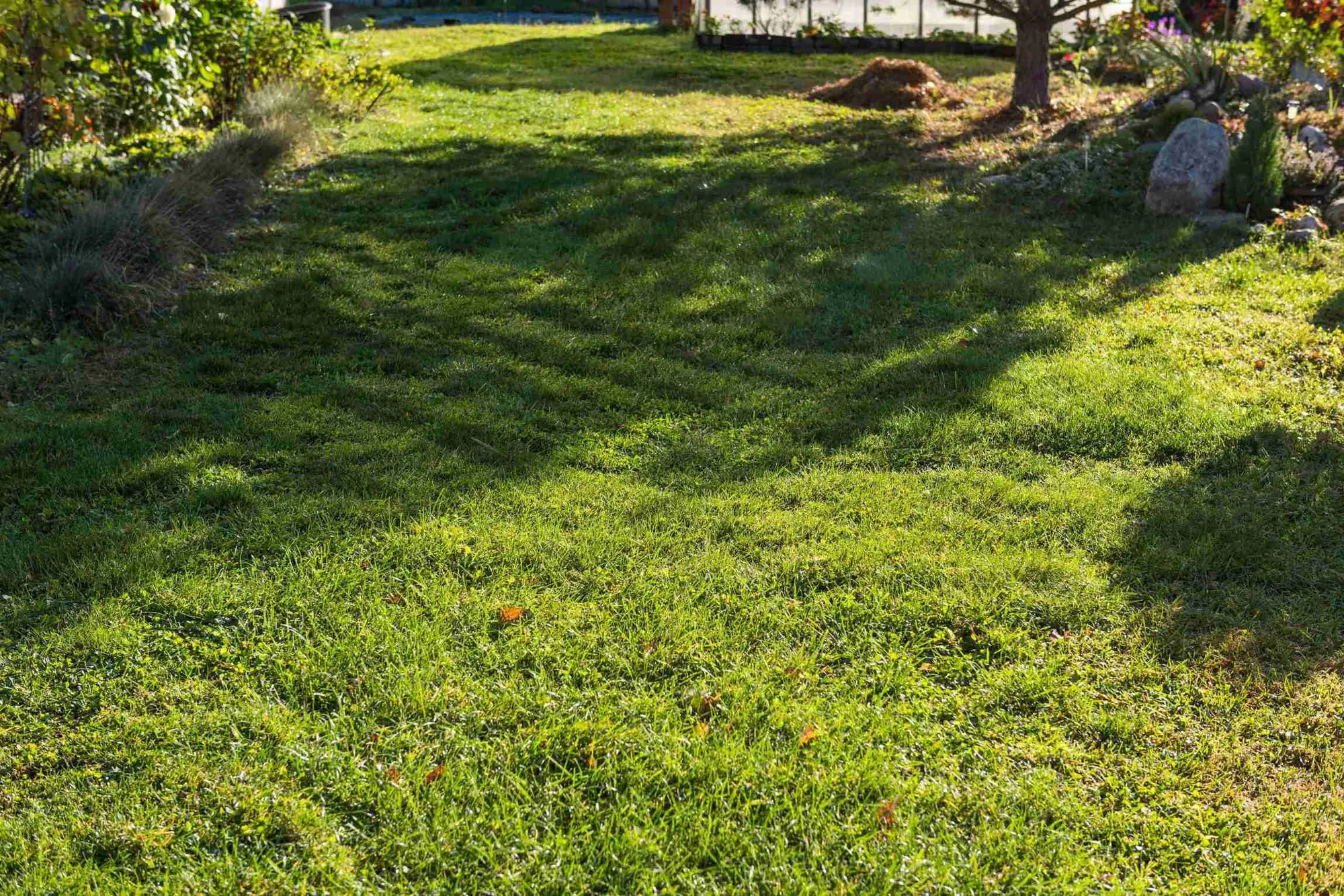 Dark Green Patches In Lawn? (Here's Why)