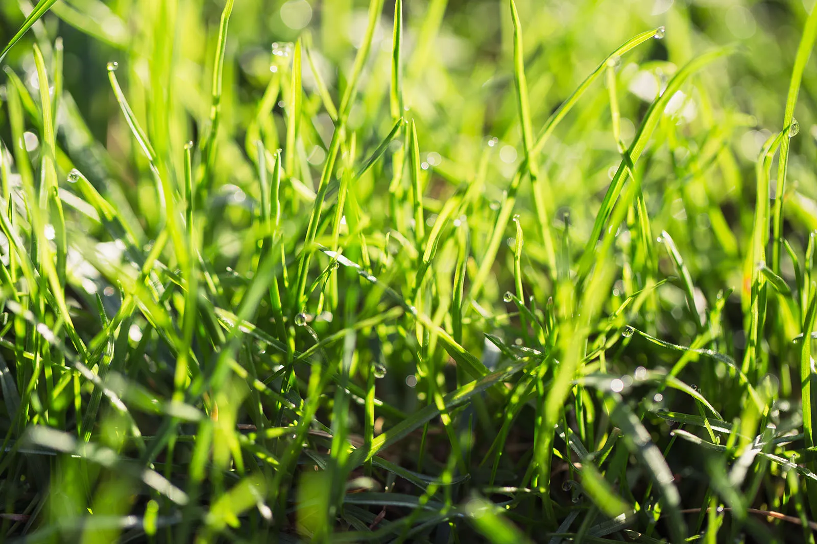 Too Much Lime On Lawn? (Here’s What To Do)
